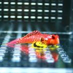 ルビーレッドドラゴネット  (A-0353) 海水魚 サンゴ 生体