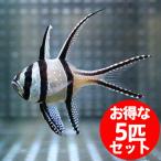 プテラポゴン カウデルニー 4-6cm【5匹】(A-0364) 海水魚 サンゴ 生体