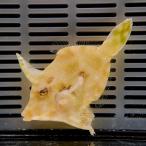 フチドリカワハギ  5-7cm± カーリー対策(模様が変わります)! 海水魚 ハギ !15時までのご注文で当日発送(t119