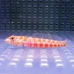 ハワイトラギス 4-6cm±(A-2241) 海水魚 サンゴ 生体