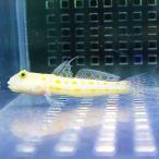オトメハゼ 6-8cm±(A-3022) 海水魚 サンゴ 生体
