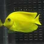 クログチニザダイ（ヘラルドタイプ） 4-6cm±   海水魚 ハギ!15時までのご注文で当日発送(t119