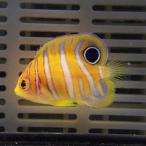【サンプル】ニシキヤッコベビー 2-4cm (A-4027) 海水魚 サンゴ 生体