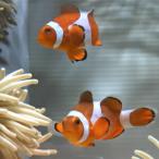 カクレクマノミ Mサイズ 【1匹】 4-5cm±(A-4036) 海水魚 サンゴ 生体