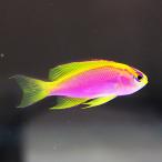 ベントラリス メス 3-5cm±(A-4129) 海水魚 サンゴ 生体