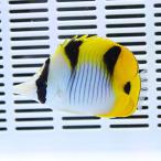 【モルディブ産】インドスダレチョウ 10-12cm±(A-4285) 海水魚 サンゴ 生体