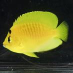 シテンヤッコ 5-7cm± !海水魚 ヤッコ 15時までのご注文で当日発送(t111