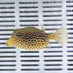 レティキュレイトボックスフィッシュ 6-8cm±!  フグ 海水魚 15時までのご注文で当日発送(t123