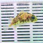 ハリセンボン  6-8cm± (A-4468) 海水魚 サンゴ 生体