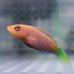 ニセモチノウオ 大き目 4-6cm±(A-4528) 海水魚 サンゴ 生体