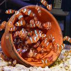 【サンプル】（5匹セット）ブリードカクレクマノミTサイズ 約1〜2cm±!海水魚 クマノミ 餌付け(t115