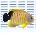 エイブリーエンゼル 4-6cm± (A-4605) 海水魚 サンゴ 生体