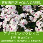 芝桜（シバザクラ）アメイジング グレイス 1株 9センチ 3号ポット レビューを書いて芝桜に良い特典肥料あり！ 自家生産 高品質 最安値 アメージング 販売　