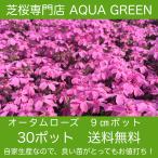  газонная трава Sakura (siba The kla)o-tam rose 80 АО бесплатная доставка ( Okinawa префектура Hokkaido отдаленный остров отдельный необходимо )9 см 3 номер pot Revue . написать газонная трава Sakura . хороший привилегия есть!