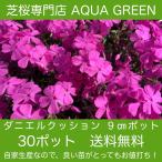 芝桜(シバザクラ)ダニエルクッション30株 送料無料(沖縄県 北海道 離島は別途必要)9センチ3号ポット レビューを書いて、芝桜に良い特典肥料あり!