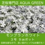 芝桜（シバザクラ）モンブランホワイト（白い花）1株 ９センチ ３号ポット レビューを書いて芝桜に良い特典あり！ 芝桜専門店なので 高品質 最安値！