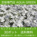  газонная трава Sakura (siba The kla) Montblanc белый 30 АО 9 см 3 номер pot бесплатная доставка! ( Okinawa префектура * отдаленный остров отдельный необходимо ) Revue . написать газонная трава Sakura . хороший привилегия есть! высокое качество самая низкая цена!