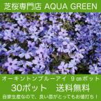 芝桜（シバザクラ）30株セット オーキントンブルーアイ 送料無料！ （沖縄県・離島は別途必要） ９センチ３号ポット レビューを書いて芝桜に良い特典あり！