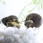 ヒメタニシ 30匹＋保障3匹 合計33匹 ＊ポスト投函発送のためノークレームノーリターン 送料無料