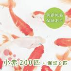 （金魚）小赤 200匹 エサ用金魚 大和郡山産 エサ金 餌金 送料無料