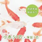 （金魚）小赤 50匹 きんぎょ 大和郡山産 エサ金 餌金 送料無料