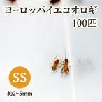 ヨーロッパイエコオロギ SS 約100匹 送料無料