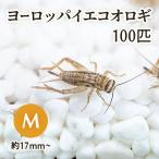 ヨーロッパイエコオロギ M 約100匹 送料無料