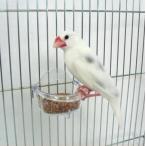 サンコー　深型バード食器（Ｓ）