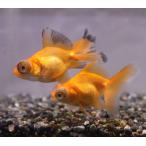 ショッピング金魚 金魚 赤蝶尾 MS　個体サイズ約：5cm前後 [生体]