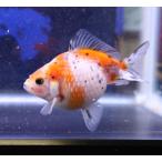 国産金魚　パールスケール NO,4　2025年3月3日入荷 　生体　沖縄県発送不可