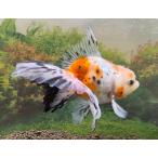 志村養魚場東錦三才