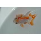 金魚 中国産 更紗バルーンオランダ (約4〜6cm) 生体