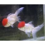 金魚 飯田養魚場 高頭丹頂 三才 1匹 生体