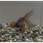  China производство чёрный вода пена глаз SM 1 шт [ организм ]