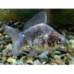 【金魚】中国産　白黒だるま琉金　M　1匹【生体】