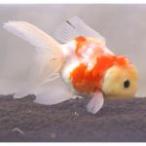  золотая рыбка местного производства Sakura восток . три лет A3... рыба место произведение 