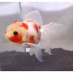  золотая рыбка местного производства Sakura восток . три лет A5... рыба место произведение 