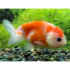 [ золотая рыбка ][ один пункт предмет ]... рыба место Sakura . три лет 2[ организм ]