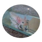 ウーパールーパー　リューシ（金環あり）約8cm前後