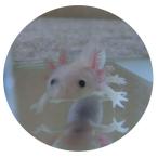 【倍倍ストア5%】ウーパールーパー　リューシ（黒目）5〜6cm前後