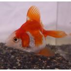  местного производства ( Saitama ) Ryuukin .. 2 лет общая длина примерно 8cm