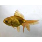  золотая рыбка чай золотой SM 1 шт организм 