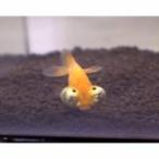  золотая рыбка местного производства (..). небо глаз SM 1 шт 