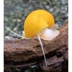  моллюски золотой Apple Sune -ru2 шт организм 