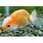 【一点物】【金魚】中国産　更紗ランチュウ　ML　2番目【生体】