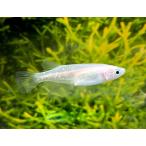 めだか国産白メダカ10匹生体