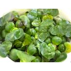 【倍倍ストア5%】【水草】国産　ホテイアオイ（ホテイ草・水玉）1個【生体】