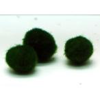国産 マリモ Mサイズ （1.5cm)1個 [生体]