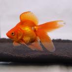  золотая рыбка местного производства красный Ryuukin 2 лет ( общая длина 7~8cm)