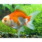 【金魚】志村養魚場　更紗オランダ　L　1匹【生体】